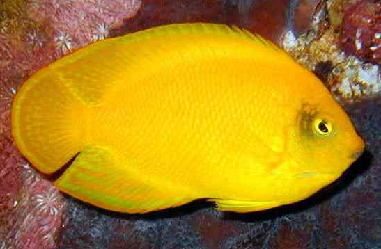 CENTROPYGE HERALDI